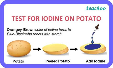 Test For Starch Carbohydrates Steps With Images Teachoo