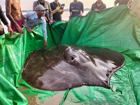 Biggest freshwater fish ever caught is a stingray that weighs nearly as ...