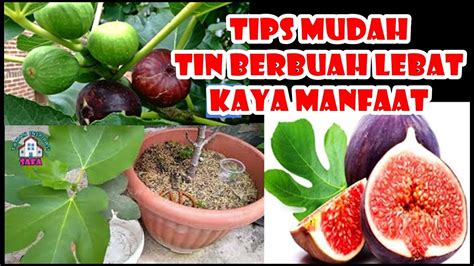 Lengkap Tips Agar Tin Berbuah Lebat Di Pot Perbanyak Dan Perawatan