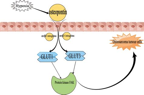 Frontiers Endocrine Regulation And Metabolic Mechanisms Of