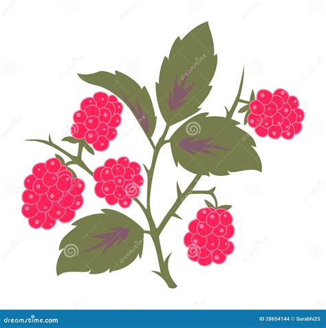 Raspberry Stock Vector Illustration Of White Nature