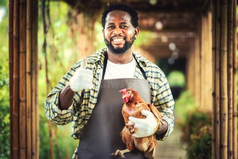 Portrait Of Smiling African Man Farmer Holding Chicken In Farm Stock