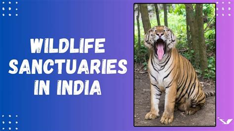 Discovering India's Incredible wildlife sanctuaries: A Journey Through ...