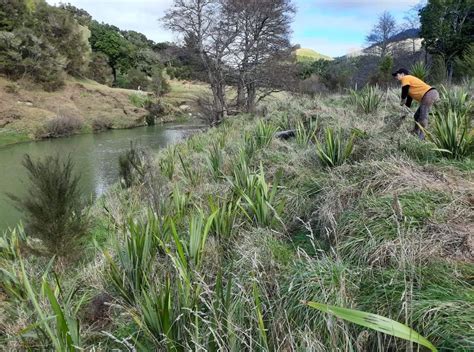 How To Plant A River Bank Waikereru