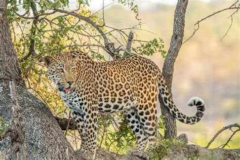 Leopard In A Tree In The Kruger National Park Stock Photo Image Of