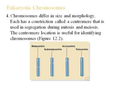 Chromosomal Basis Of Inheritance Sex Linkage And Sex Determination