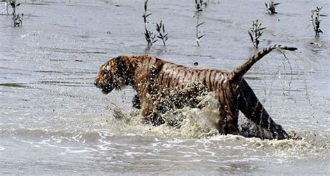 10 Reasons Why Most Sundarbans Tigers Are Man Eaters