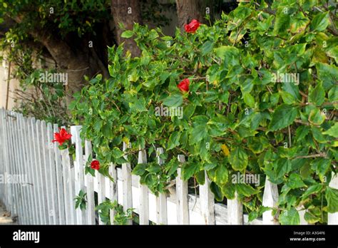 fence made of bamboo twigs hedge green white red rose flowering shrubs clusters landscape cloudy ...