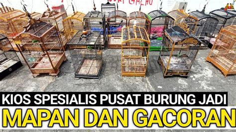 UPDATE HARGA BURUNG MAPAN DAN GACORAN TERBARU DI KIOS PASAR BURUNG