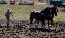 Clydesdale Competitions Goomeri Pumpkin Festival