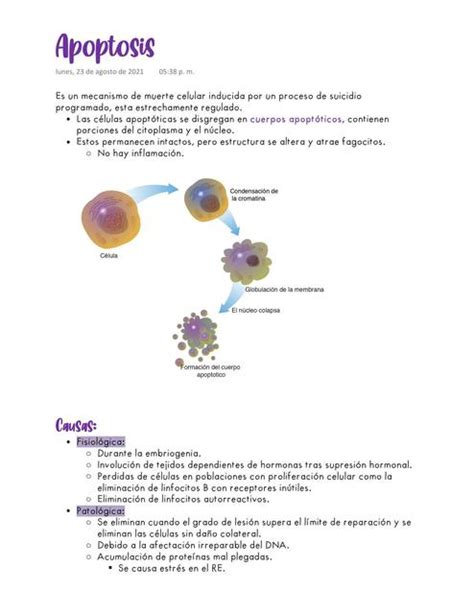 Apoptosis Medicina Zip Udocz