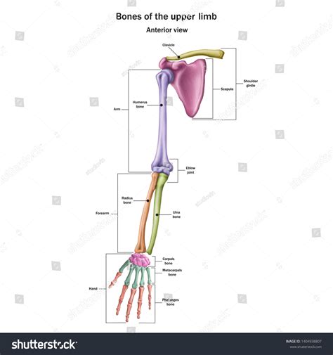 6,974 Anatomy Upper Limb Images, Stock Photos & Vectors | Shutterstock