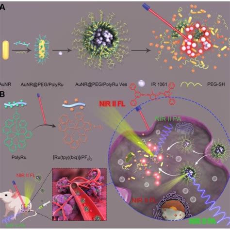 A Schematic Illustration Of The Preparation A Nir Light Activatable
