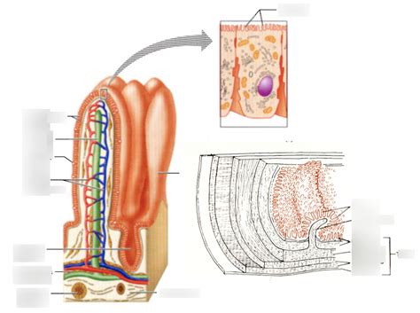 Lumenal Surface Of The Plicae Circulares Is Covered In Villi Diagram