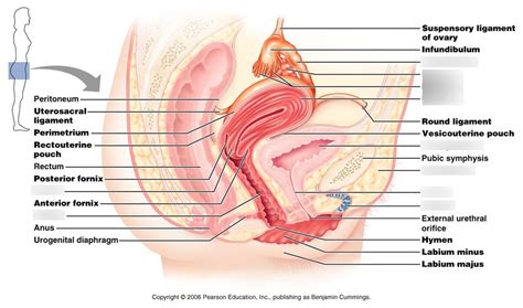 Female Reproductive System Labeling Diagram Quizlet