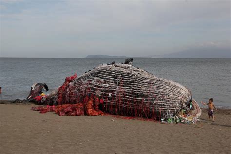 WATCH | ‘Dead whale’ filled with plastic waste beaches in Naic, Cavite ...