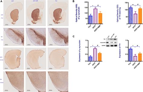 Frontiers Dl N Butylphthalide Alleviates Behavioral And Cognitive