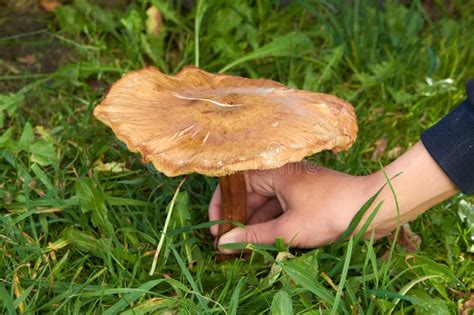 Fungo Velho De Mel No Picador De Cogumelos De Grama Encontrou Um Enorme