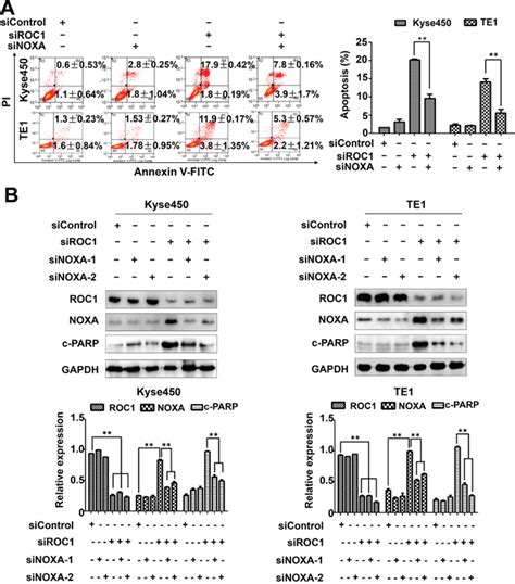 Targeting The Overexpressed Roc1 Induces G2 Cell Cycle Arrest And