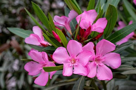 Oleander Snoeien Waarom Wanneer En Hoe MOOWY