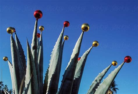 Cactus decorated with Christmas Ornaments Holiday Photography # ...