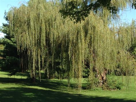 Free stock photo of tree, weeping, weeping willow