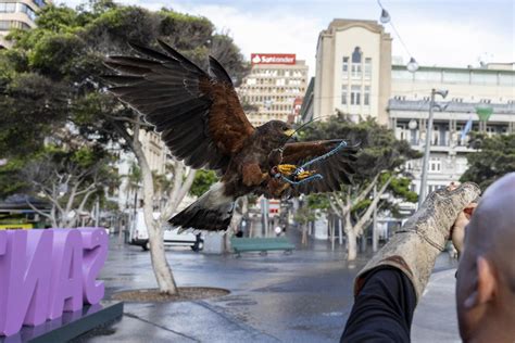 Santa Cruz De Tenerife Utiliza Un Guila Para Disuadir A Las Palomas Y