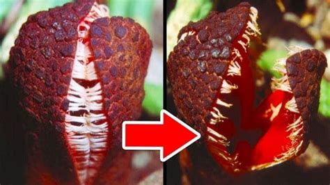 Descubre Las Plantas M S Raras Y Sorprendentes Del Mundo Que Desaf An