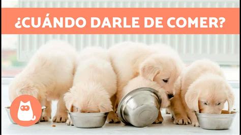 Cuántas Veces Le Das De Comer A Un Perro Pequeño