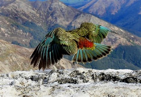 Fotos gratis montaña pájaro cordillera fauna silvestre águila