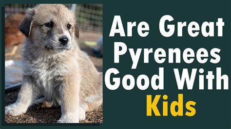 Are Great Pyrenees Good With Kids A Comprehensive Look Youtube