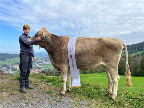 Braunviehschau Kriens Vieh Aus Der Zentralschweiz