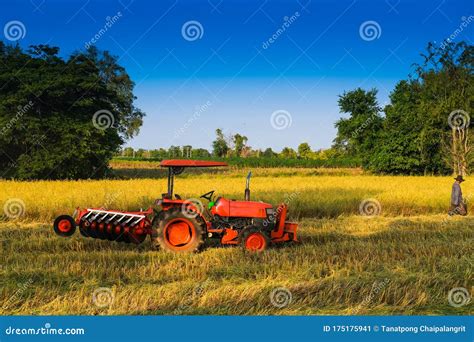 Harvest Rice Field Working With Harvester Machine In Thailand Editorial