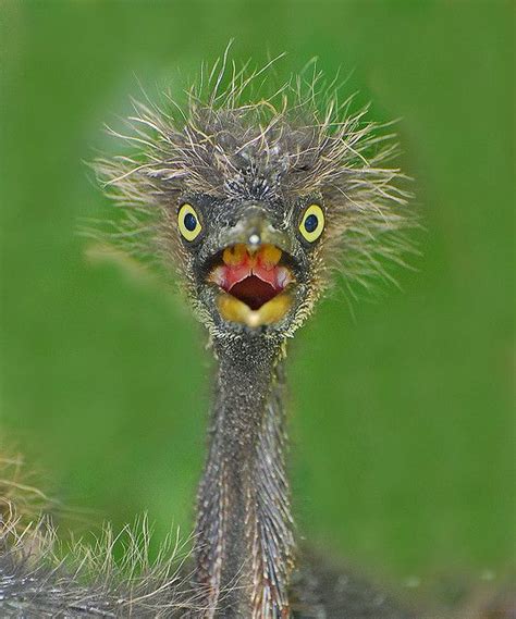 Yikes! | Funny birds, Animals beautiful, Animals