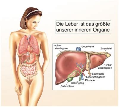 Morbus Gilbert Meulengracht Ursachen Symptome Behandlung Medlexi De