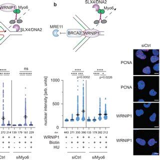 Myosin Vi Cooperates With Wrnip To Protect Stalled Forks From