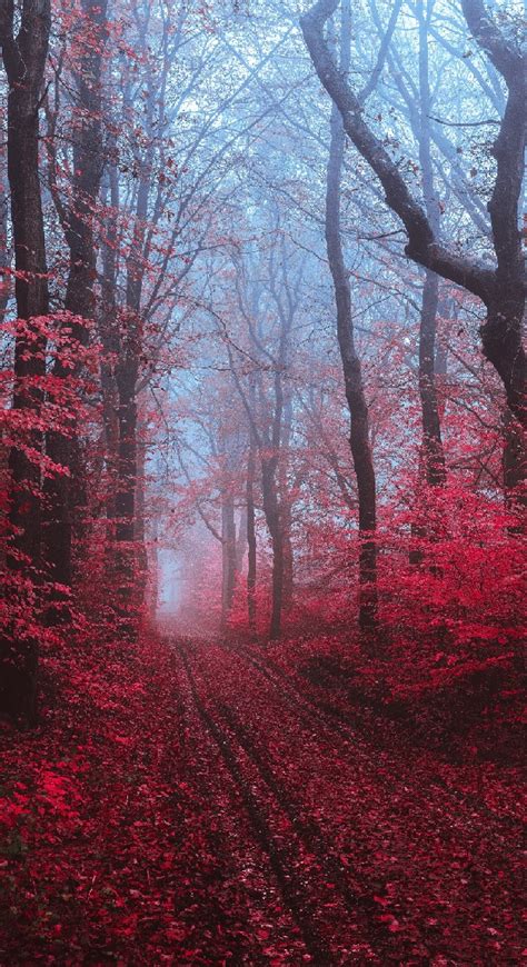 красивые обои на телефон айфон романтичные