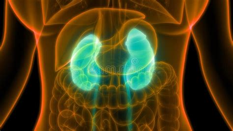 Menschliche Nieren Des Urin Systems Mit Blasenanatomie Stock Abbildung