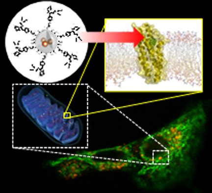 Bridging Pharmaceutical Chemistry With Drug And Nanoparticle Targeting