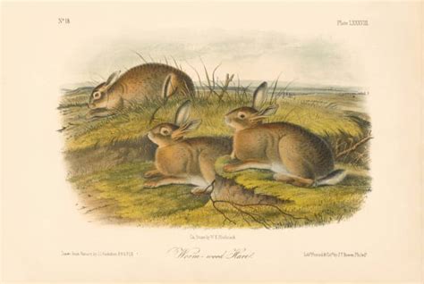 Audubon Bowen Octavo Pl Worm Wood Hare Quadruped Octavo Edition