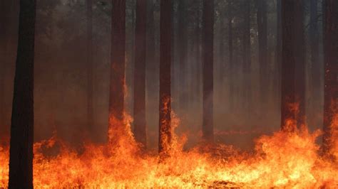 forest, Fire, Flames, Tree, Disaster, Apocalyptic, 1 Wallpapers HD ...