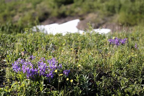 Scientists study arctic plants adaptation to cold conditions