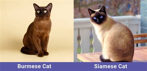 Burmese vs. Siamese Cat: What’s the Difference? (With Pictures) - Catster