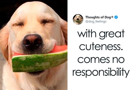 40 Of The Most Hilarious And Wholesome Dog Thoughts, As Shared By This ...