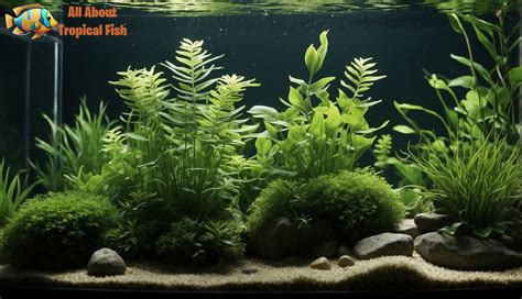 Types of Freshwater Fish Tank Plants - All About Tropical Fish