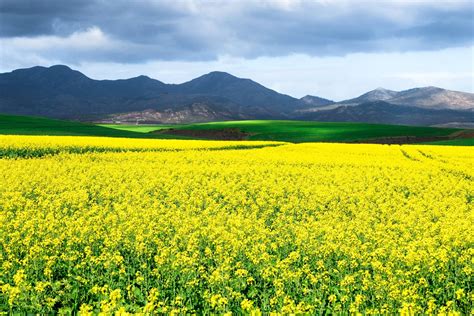 Unusual ancient elephant tracks had our team of fossil experts stumped