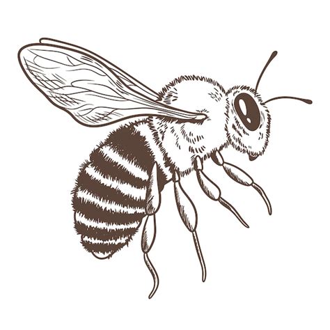 Dessin Abeille Deals Mcpi Edu Ph