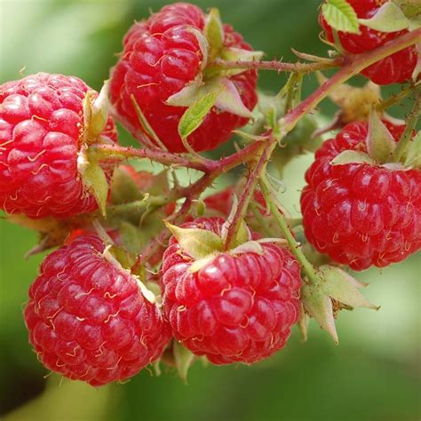 Raspberry Canes Tulameen Potted