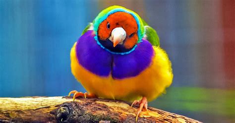 As 10 aves mais coloridas do mundo Incrível