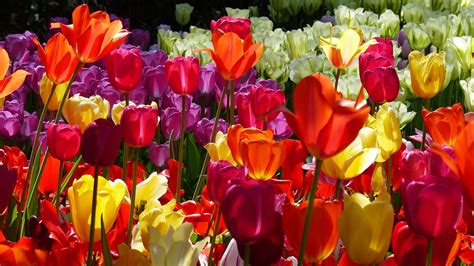 colourful tulips (1) | Zen and the Art of Art